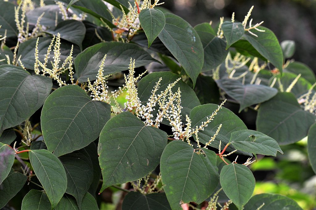 Japanese Knotweed - Reynoutria japonica syn. Fallopia japonica